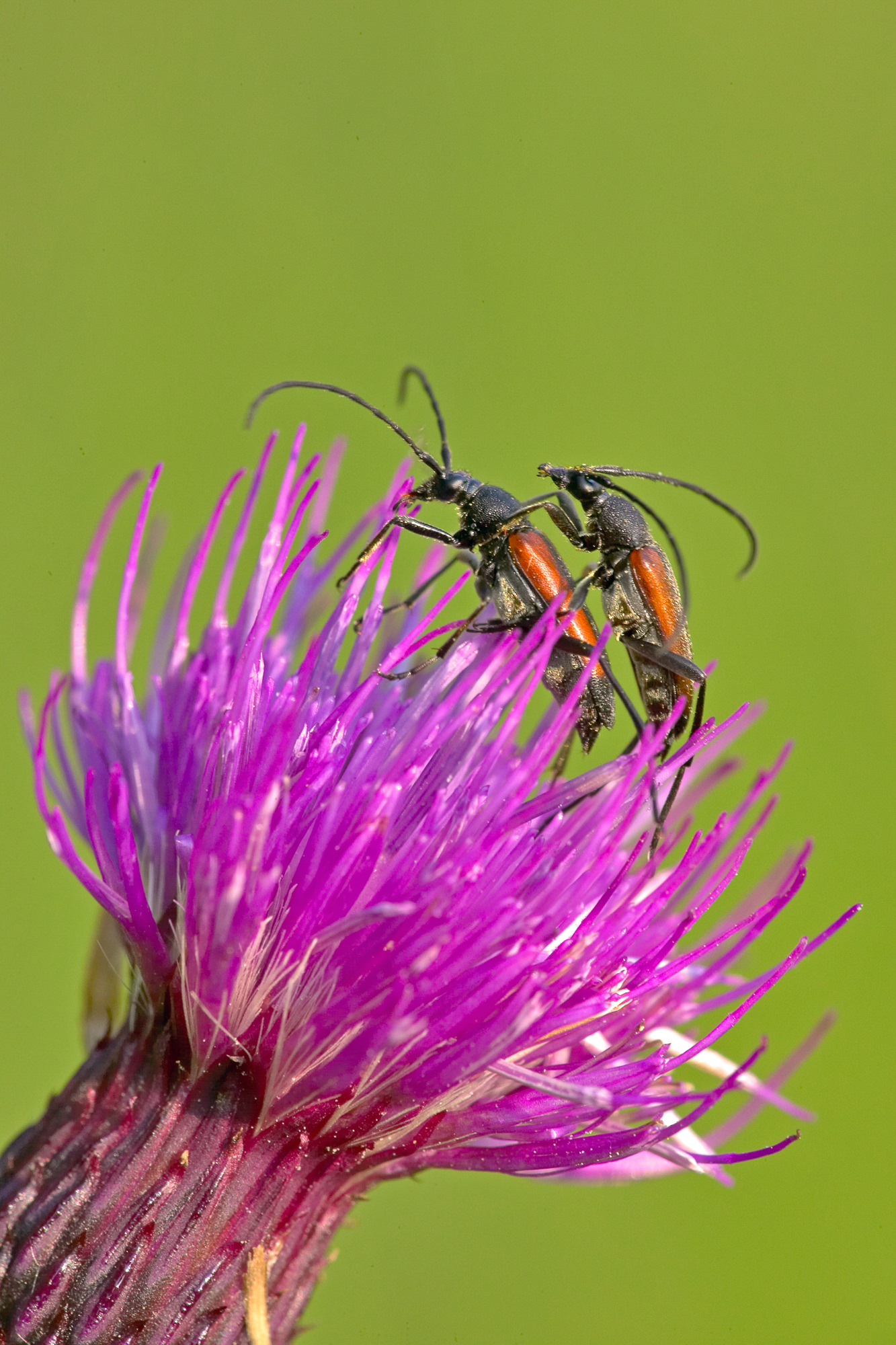longhorn beetle